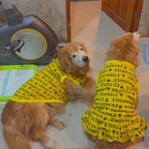 IMG_2801 shirt Be careful not to break.